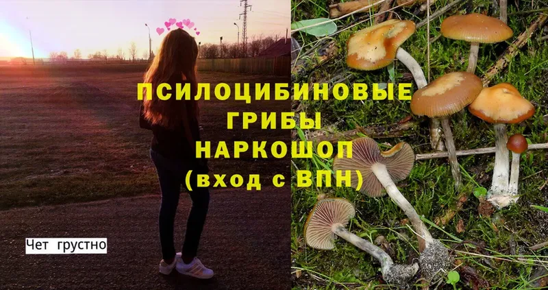 что такое   Армавир  Псилоцибиновые грибы Psilocybe 